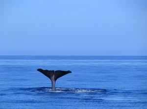 Whale-Watching-Bravo-Travel